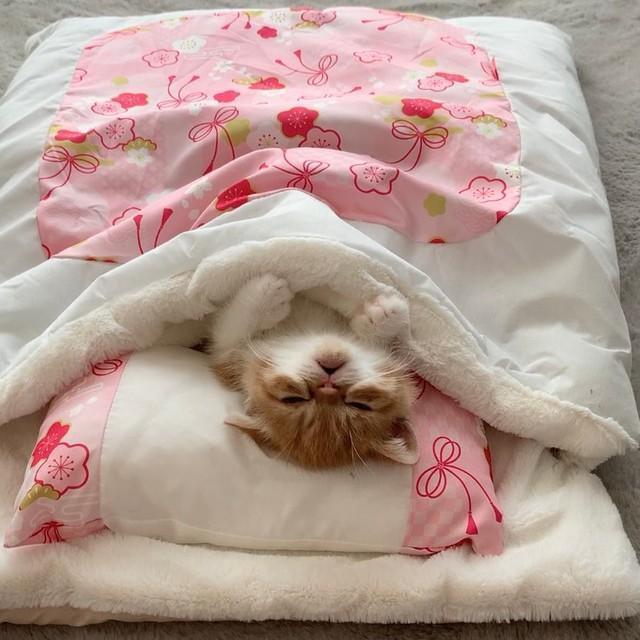 お布団で眠る子猫が「なんてキュートなの」と話題　実は…最近、オスと判明「すもも」→「まめ吉」に改名　