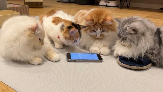 「何これ？、面白いにゃ～」と興味津々=ぽてこゆこめ+うなさん（@potechi_nikki）提供