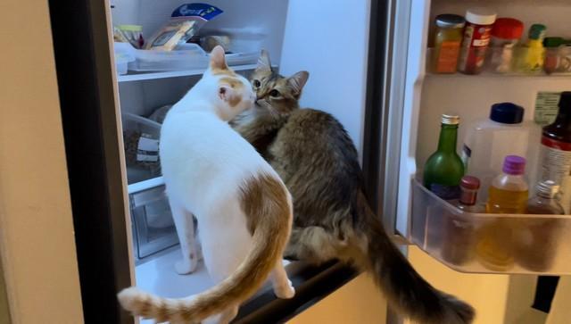 「冷蔵庫を開けたら…」2匹の猫が飛んできて冷蔵庫の中でチュー〓　「熱々すぎますね」「冷やすか」