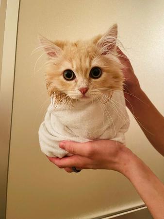 お風呂上がりにタオルを巻かれておくるみ状態になった子猫が話題を集めた（提供写真）