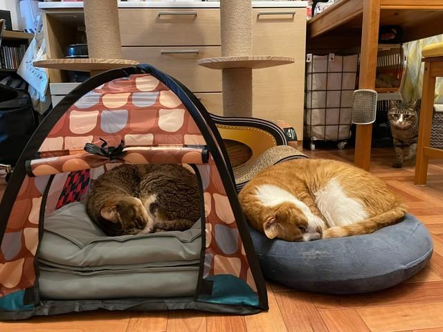 「キャンプしてる猫と、テント忘れた猫と、注意しに来たキャンプ場の管理猫」 アウトドアを楽しむ猫たち！？