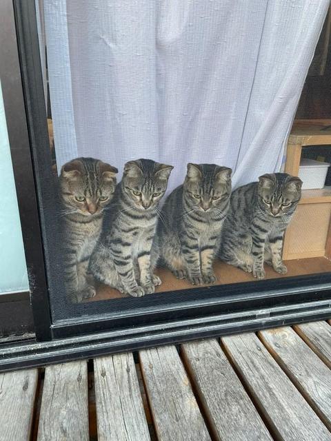 「窓の掃除しろよな」猫4匹が窓際で一斉ガン見　目線の先は…？　「うわ！汚ったな！」「めっちゃ黒いなぁ」