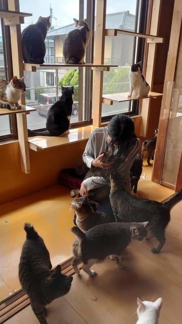 ボランティア歴20年以上の保護活動家、念願の犬猫保護シェルターを開設「私が倒れても、仲間に“活動”を託したい」乳がん再発のリスク背負い活動
