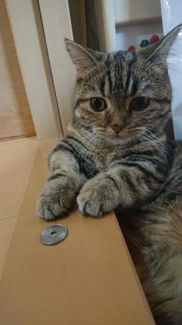 「これでチュール買えるかにゃぁ」50円玉を見つめる猫さんに、買ってあげたい人が続出…「足りなかったらおばちゃん買ってあげる 」