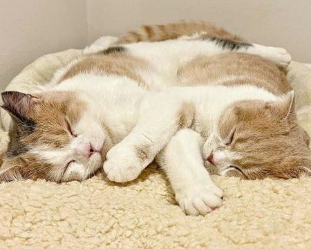 多頭飼育崩壊で保護された姉妹猫を家族に「2匹一緒にお迎えしてよかった」ぴったり寄り添う、かけがえのない存在に