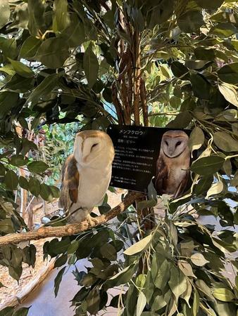 カウンター前にいるメンフクロウのビリーさん（撮影：Coco）