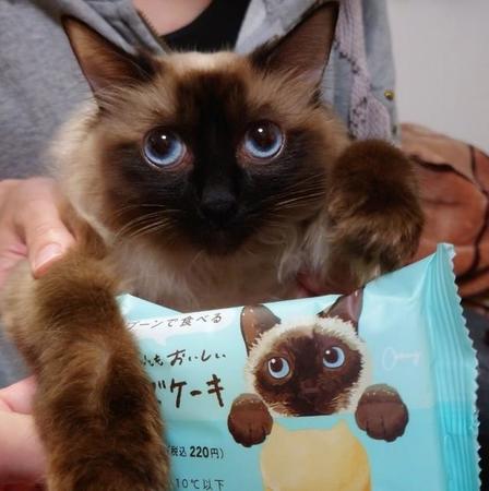 お菓子のパッケージに描かれたイラストの猫とそっくりな猫ちゃんがTwitter上で話題になった（提供写真）