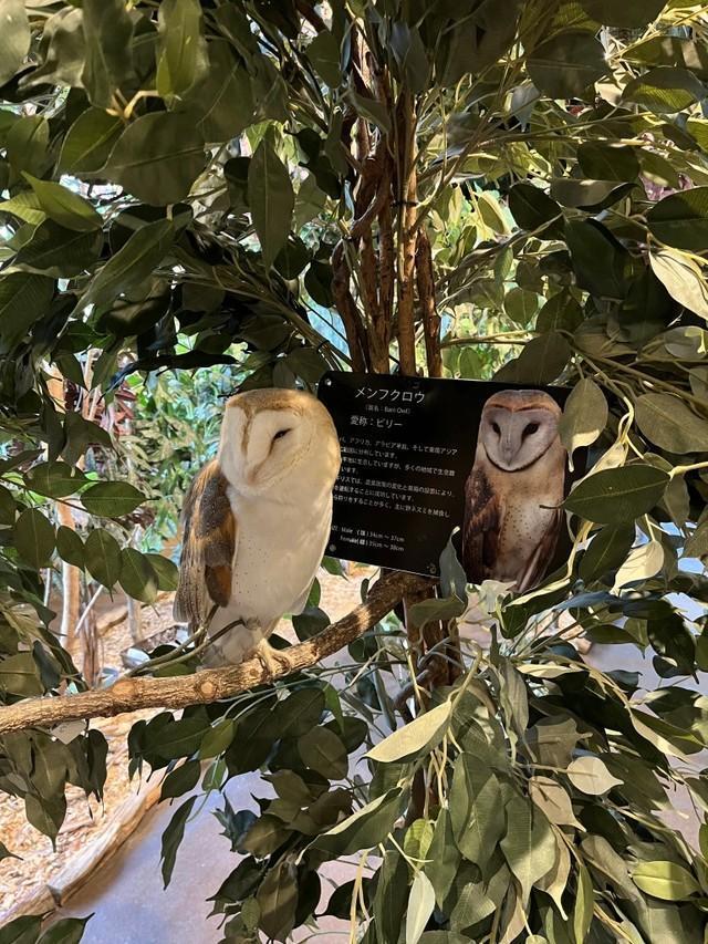 カウンター前にいるメンフクロウのビリーさん（撮影：Coco）