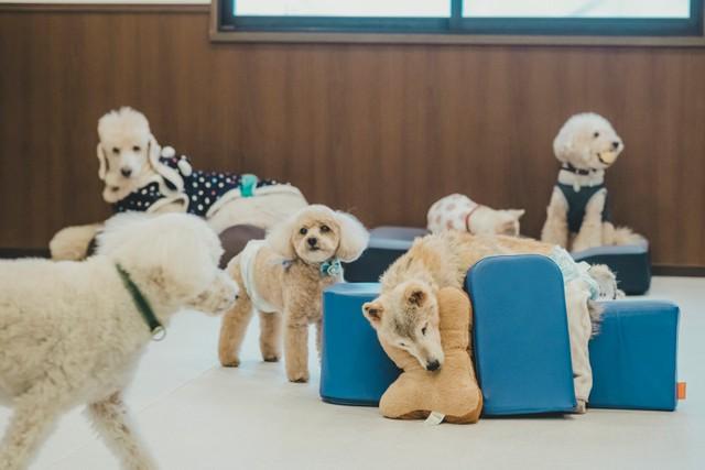 『Familio』にはさまざまなワンちゃんが（写真提供＝THISPHOTO）