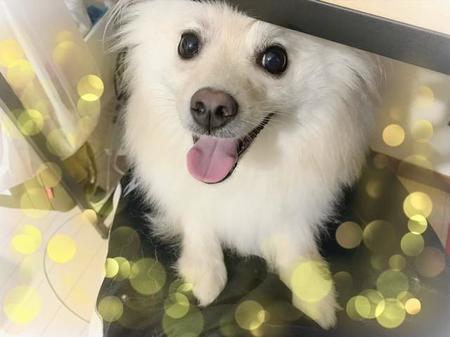 膝に乗せて～と甘える＝ポメポポちゃんねるさん（@pomepopochanne）提供