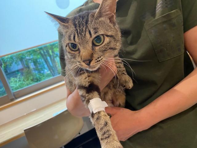 “避妊手術”らしき痕があるのに、激しい発情…「いったいなぜ?」 再手術して挑んだ、キジトラ猫のミステリー