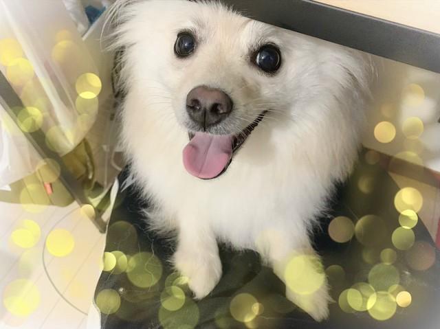 膝に乗せて～と甘える＝ポメポポちゃんねるさん（@pomepopochanne）提供