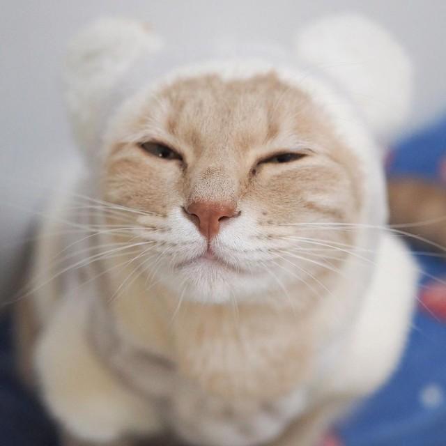 「うちの子」にするため、転がり込んだのは彼氏の家→それがきっかけに結婚！？　駐車場で見つかった猫に感謝の日々