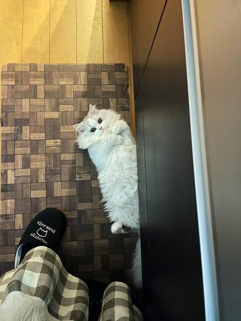 「キッチンに猫が落ちてて晩御飯作れなう」ヘソ天で邪魔をする子猫に悶絶〓　「可愛くてにゃんにも出来ない」「いや、これはグルだね」