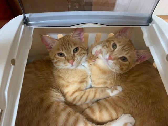 「キュンです」いつも一緒の兄弟猫、狭いキャリーの中にも2匹一緒で…「やっぱり一緒がいいのねえ～」