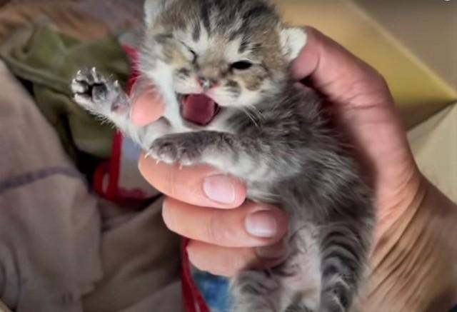 空から住民の庭に落ちてきた子猫。右目から出血･･･すぐに家の中に保護したという（浦川さん提供、YouTubeよりキャプチャ撮影）