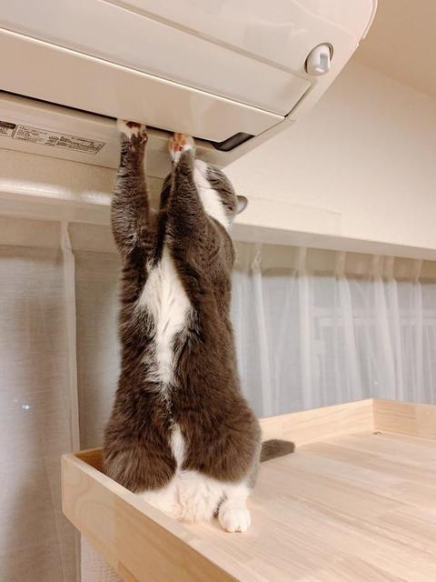 「修理業者の方ですか？」エアコンにお手てを掛ける猫が話題　「フィルターが大分ヤバイですニャ」「うちもお願いします」