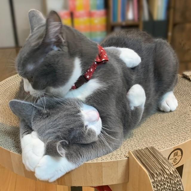 ぎゅ…っ（画像提供／わがやのねこさん）