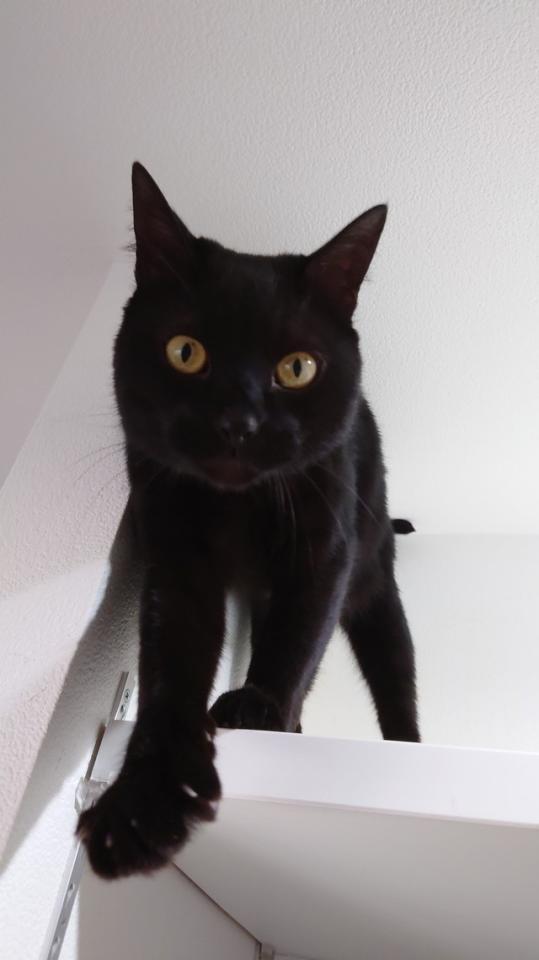 愛されているニャ～