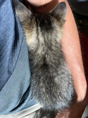 保護主さんの体にピッタリとくっついて眠る子猫の後ろ姿がTwitter上で話題を集めた（提供写真）
