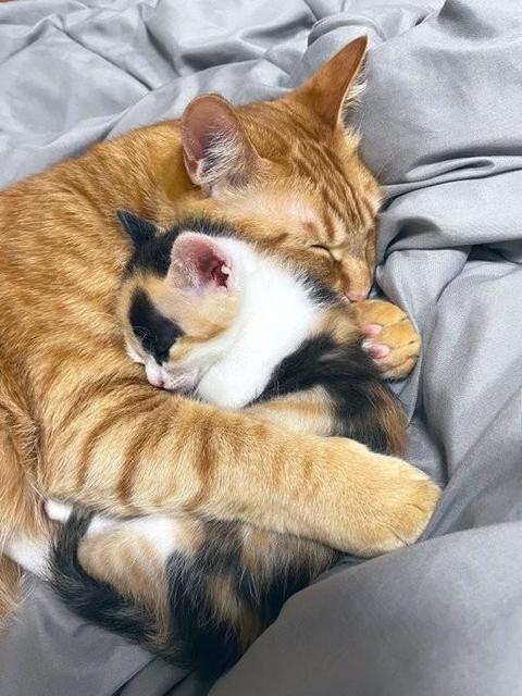 「だいじだいじ…」子猫をギュッと抱きしめて眠る兄猫にほっこり　「泣けてくる」「大切なんだなぁって、ひしひし伝わる」