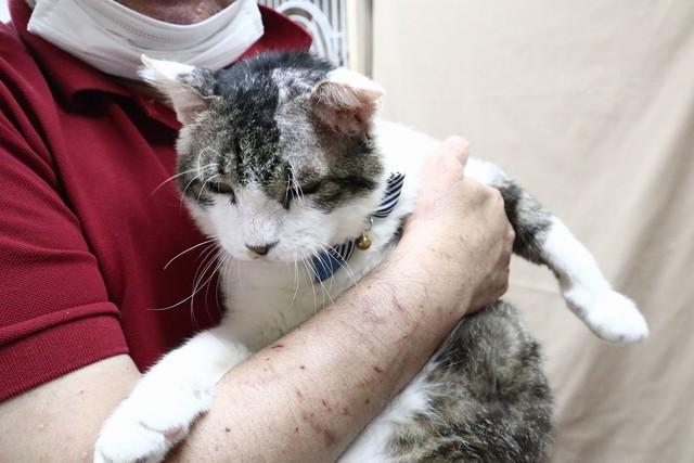 「生きていたことが奇跡」バールで頭蓋骨粉砕、瀕死だった猫　ジオラマ食堂でお客さんの愛を一身に