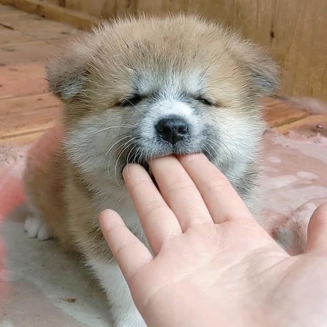 秋田犬の子犬が指を「あむ」っとする姿にキュン死〓　「その指に　私はなりたい」「癒される」