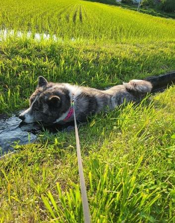 水路をせき止める秋田犬がTwitter上で話題になった（提供写真）