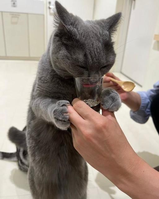 「のぶこの腹時計」ってナニ？猫カフェにいる必死過ぎる猫が話題　他の猫にエサを取られたくニャイ