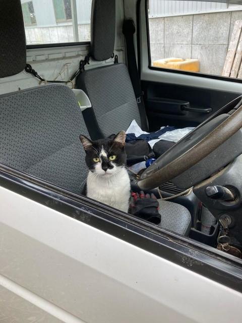 「何がシャーやこっちが言いたいわ」　誰、あなた？威嚇まで…運転席に乗っていた見知らぬ猫が話題