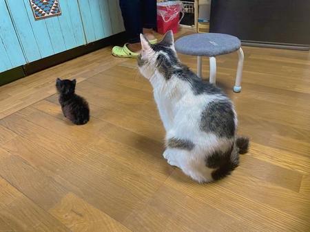 仲良く列になってご飯を待っている猫2匹の写真がTwitter上で話題になった（提供写真）