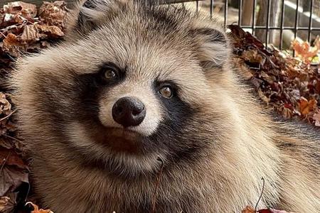 今回ステータスが話題になったエゾタヌキさん（写真提供：おびひろ動物園）