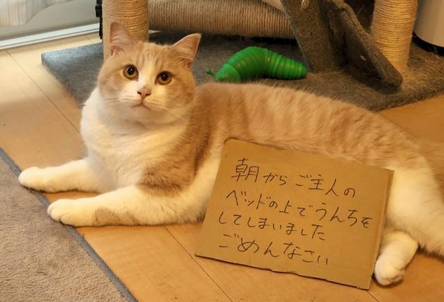 「ベッドの上でうんちをしてしまいました」粗相をした猫に反省の色なし？　「ごめんなさいなんて絶対思ってない」「下僕の布団だからちかたないね」