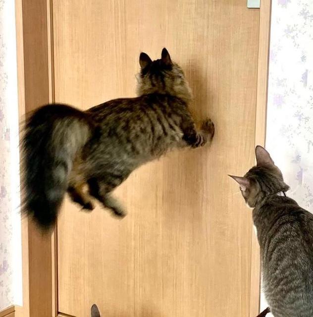 「猫がひっつく魔法のドア」前足がドアにピタッとなった猫に驚き　「魔法の肉球ですか！？」「ニャン法　吸盤肉球の術！」