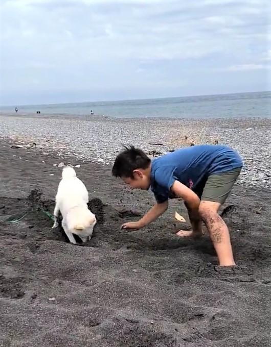 砂浜で犬と少年の穴掘り真剣勝負の動画がTwitter上で話題になった（はくさん提供、Twitterよりキャプチャ撮影）