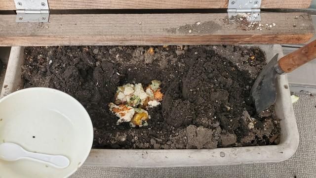 娘の食べ残しのトマト、プランターの肥やしに→立派な苗が生えていた！　「すごい生命力」「誰かが花壇に捨てたのがたくさん実っています」