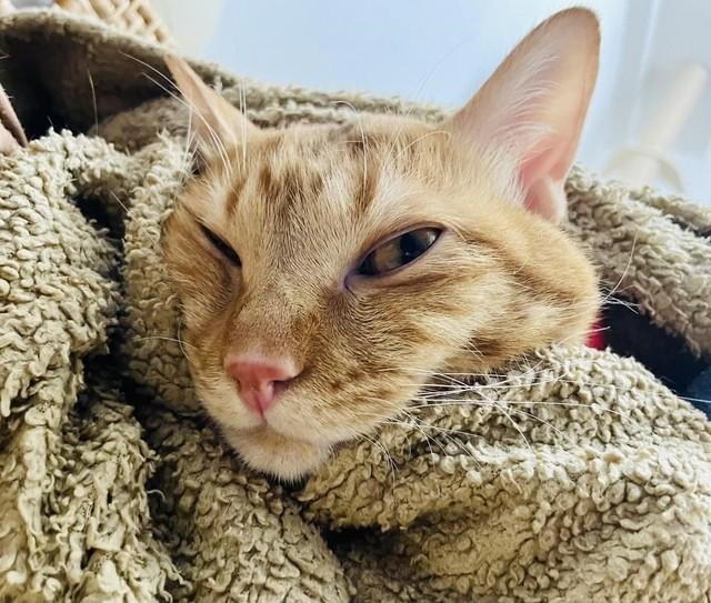 重症難治てんかんと闘う愛猫　「明日」を生きるために世界初の難手術に再びチャンレジ　「私にとってこの子はひだまりです」
