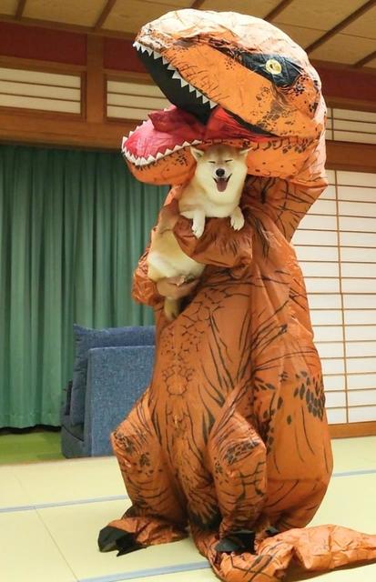 恐竜に抱っこされた柴犬のニコニコ笑顔が話題　「温泉宿で恐竜に捕まった！？」「満面の笑みやんか！！」「全然怖がってない」