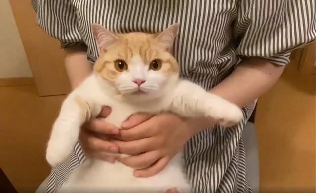 リピート再生する人続出、猫さんの“されるがまま”動画が79万回再生　「ぬいぐるみみたい」「きょとん顔が可愛い」
