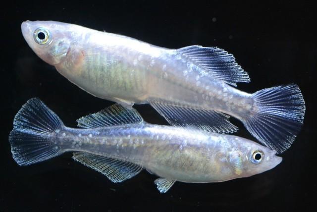 「泣き寝入りしか…」改造メダカで増えるトラブル ネットオークションで愛好者の心理を利用した詐欺