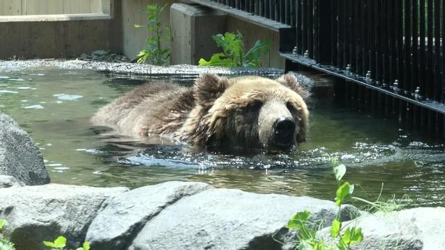 「土を知らないクマのために…」旭山動物園に新設された「えぞひぐま館」　大自然を再現した園長の思い