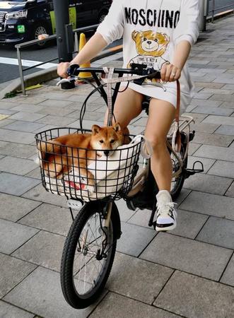 自転車の前かごに乗っかるワンちゃんがTwitter上で話題になった（提供写真）