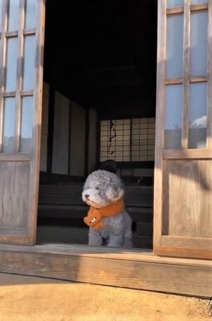 動画のわんこがまるでぬいぐるみか、おばあちゃんのようだとTwitter上で話題になった（「レノン&れある」さん提供、Twitterよりキャプチャ撮影）