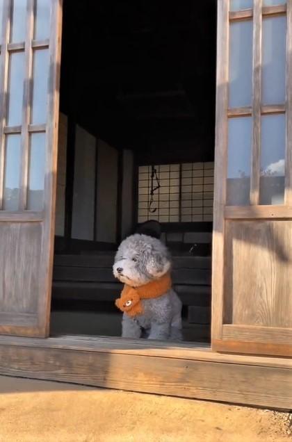 動画のわんこがまるでぬいぐるみか、おばあちゃんのようだとTwitter上で話題になった（「レノン&れある」さん提供、Twitterよりキャプチャ撮影）