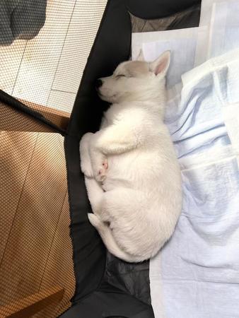 足やしっぽを折りたたみコンパクトな姿で眠る子犬がTwitter上で話題を集めた（提供写真）