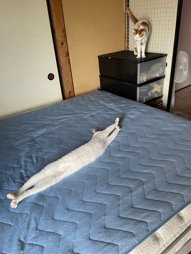 ベッドの上で長く伸びる保護猫がTwitter上で話題を集めた（提供写真）