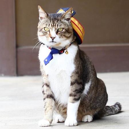 猫駅長として活躍していたころのりょうま（２０１６年５月撮影）