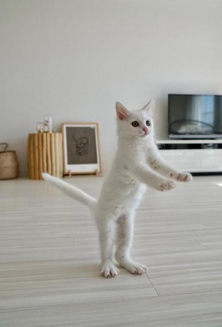 「10点」見事なポーズにSNS歓喜　体操選手のような猫さんの“着地”写真に「カワイすぎます」