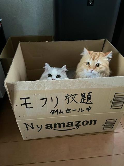ニャマゾンから送られてきたモフモフ猫2匹！？「Amazonプライムセール頼んだはずが…」カスタマーサービスからもリプが！