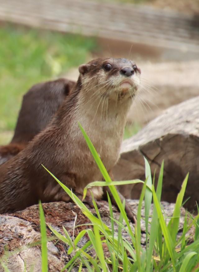 日本最大の広さを誇るというコツメカワウソ展示エリア。クラウドファンディングの支援によって実現しました